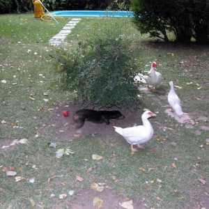 Mi salchicha y los patos